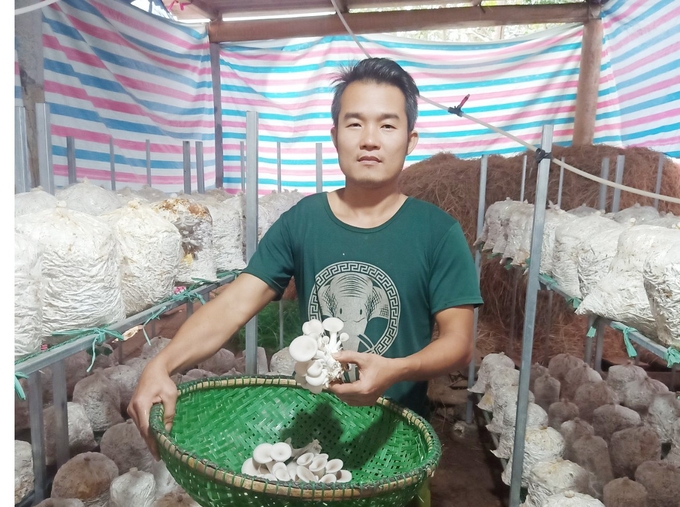 The mushroom cultivation model established by Mr. Do Quang Trung has been a success. Photo: T.P.