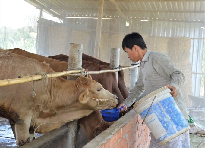 Farmers take advantage of livestock waste to raise earthworms and compost organic fertilizer, helping to reduce costs in the next livestock chain. Photo: Trung Chanh.