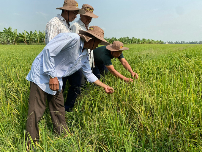 Since mid-2023, rice exports have consistently sustained their increasing trend. Photo: VGP.