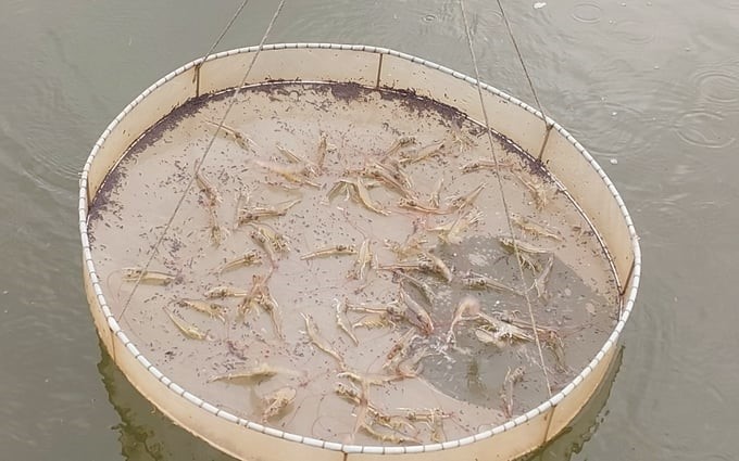 In many crops, shrimp seed does not survive to the end of the cycle. Photo: Viet Khanh.