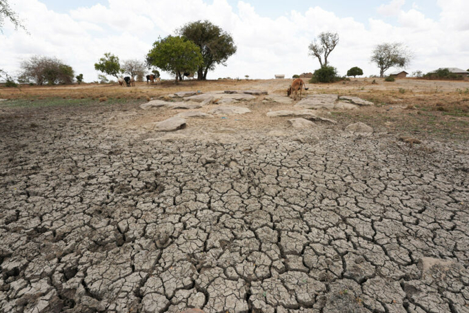Severe drought is one of the factors that severely impacts the African feed and fodder system and it has led to substantial livestock losses. Photo: ANP.