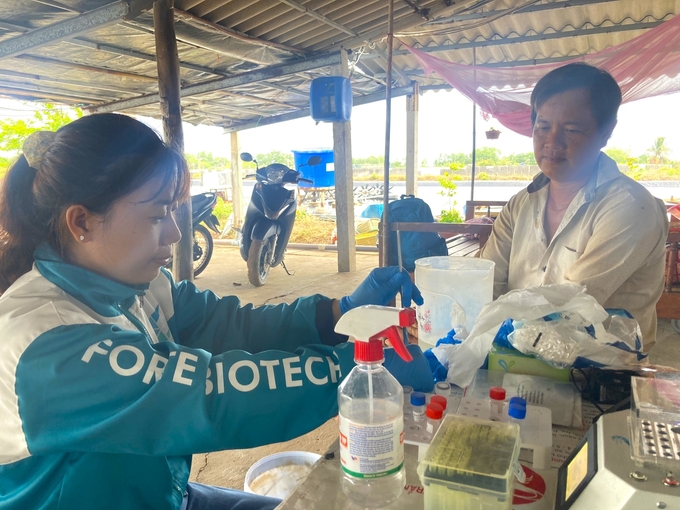 The RAPID toolkit from Forte Biotech can quickly diagnose and provide relatively accurate results for three common diseases in brackish water shrimp: WSSV (white spot syndrome virus), EHP (Enterocytozoon hepatopenaei), and EMS (early mortality syndrome). Photo: Kim Anh.