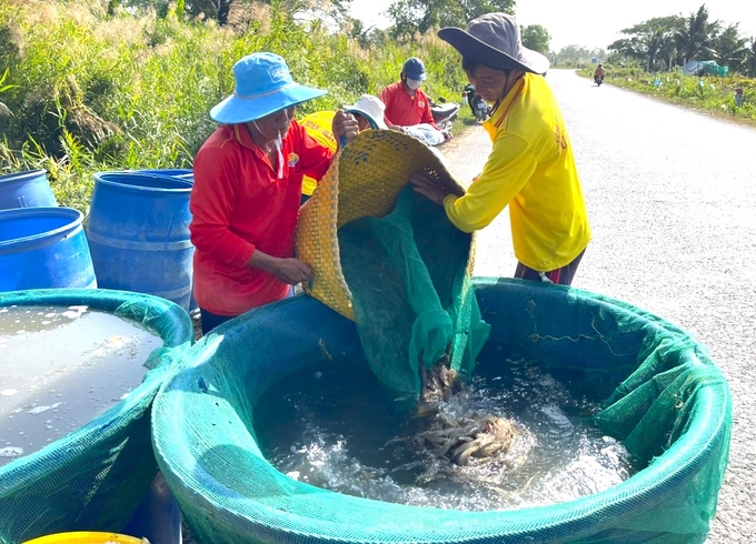 Specialized agencies have proposed various solutions and recommendations for farmers to prevent and control diseases in farmed shrimp, thereby maintaining economic efficiency. Photo: Kim Anh.