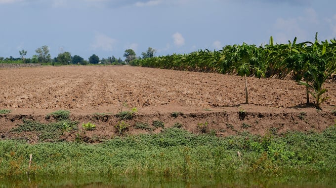 The farmer's 4ha rice field has already prepared the land, waiting for fresh water to cultivate. Photo: Archive.