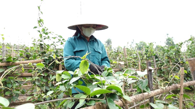 Hiện nay huyện Phú Lương có vùng dược liệu thìa canh hữu cơ diện tích 4ha. Ảnh: Quang Linh.