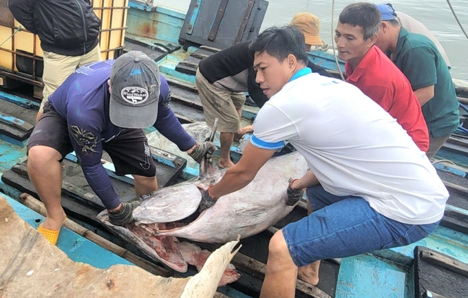 Phú Yên là 1 trong 3 tỉnh có sản lượng khai thác cá ngừ đại dương lớn nhất Việt Nam.
