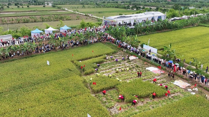 Điểm nhấn của lễ hội năm nay là hội thi gặt lúa hữu cơ vụ xuân trên đất rươi của xã An Thanh, thu hút 3 đội đến từ các thôn An Lao, An Định và Thanh Kỳ (xã An Thanh). 