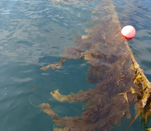 Seaweed can prevent pollution by utilising excess nutrients for growth.