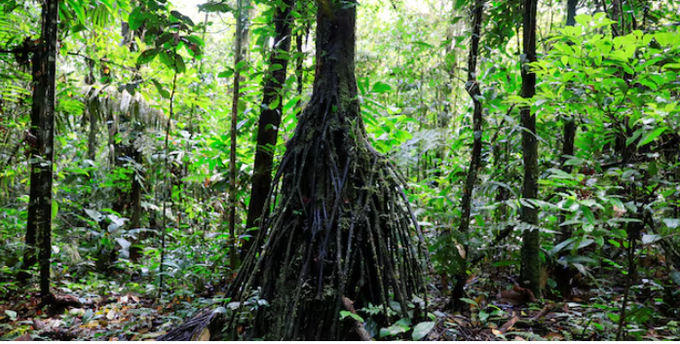 A view of the Amazon rainforest at Yasuni National Park, during a tour led by Indigenous Waorani people, whose territory is the subject of a referendum vote that may ban oil production in their region, in the Bameno community, in the Pastaza province, in Ecuador, July 29, 2023.