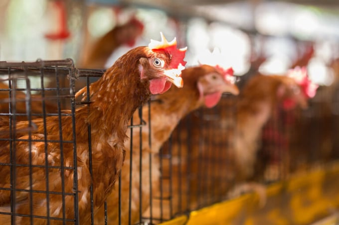 'If a sufficient number of cage farms in Slovakia are not reconstructed by 2025, there is a real risk that eggs from Slovakia could be gradually replaced by foreign suppliers in international retail chains,' says Daniel Molnár, director of the Poultry Union of Slovakia. Photo: Canva.