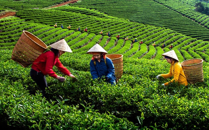 Tỉnh Thái Nguyên ban hành kế hoạch đào tạo nghề nông nghiệp cho lao động nông thôn năm 2024.