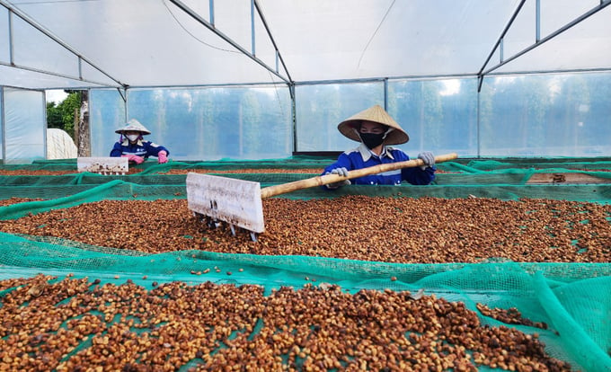 Việt Nam cần xây dựng chuỗi giá trị cà phê Robusta chất lượng cao để đưa ngành hàng phát triển. Ảnh: Quang Yên.