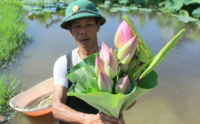 Hoa sen cũng đem lại nguồn thu khá lớn cho nông dân TP Hà Tĩnh. Đồng thời, tạo cảnh quan trong lành, bắt mắt phục vụ khai thác du lịch sinh thái.