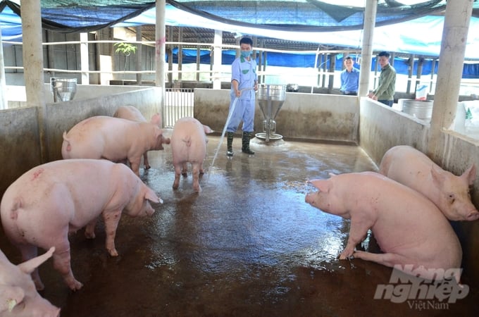 Ý thức phòng chống dịch bệnh của người chăn nuôi trên địa bàn tỉnh Tuyên Quang đã được nâng lên. Ảnh: Đào Thanh.