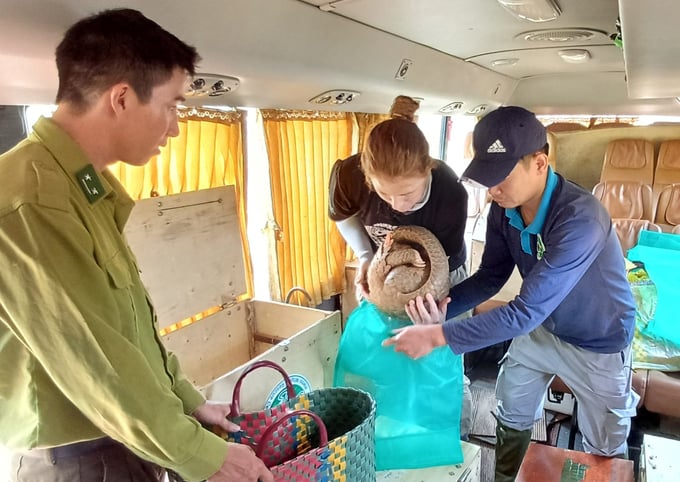 Cơ quan chuyên môn đưa cá thể tê tê Java đến khu vực tái thả. Ảnh: Save Vietnam's Wildlife.