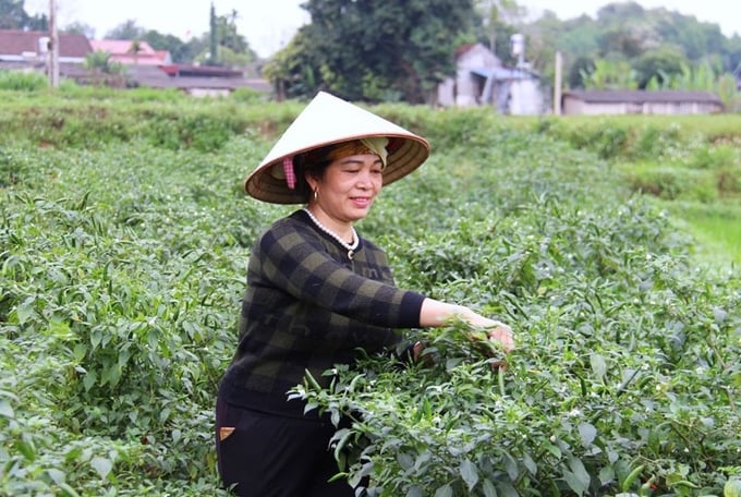 Huyện Phú Bình (Thái Nguyên) khuyến khích người dân chuyển đổi diện tích đất lúa kém hiệu quả sang các cây trồng có giá trị kinh tế cao hơn. Ảnh: Phạm Hiếu.