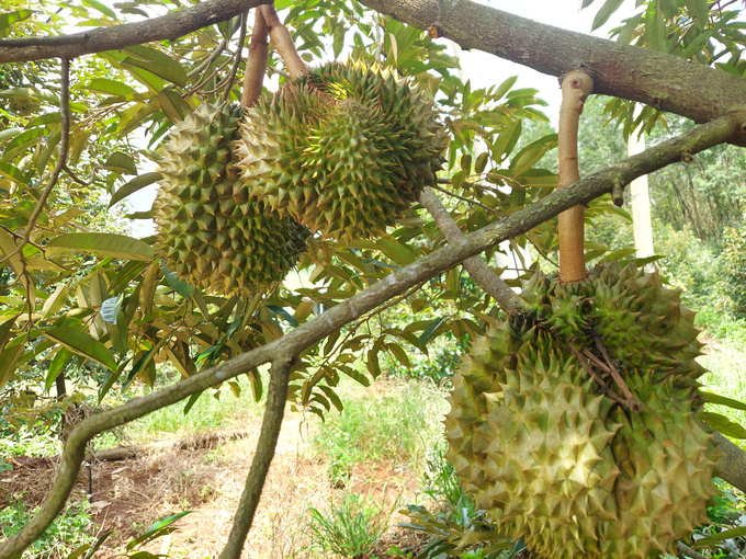 Những năm qua, cây sầu riêng cũng đang phát triển mạnh mẽ tại tỉnh Gia Lai. Ảnh: Tuấn Anh.