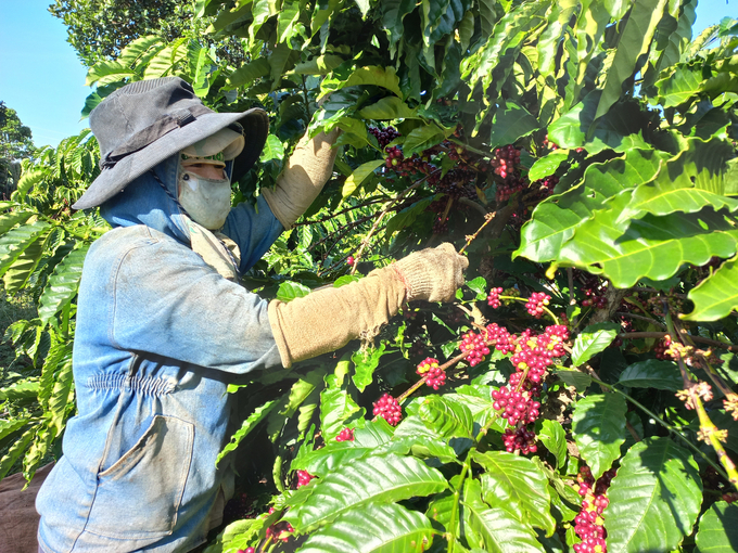 Cà phê là cây trồng chủ lực của tỉnh Gia Lai. Ảnh: Tuấn Anh.