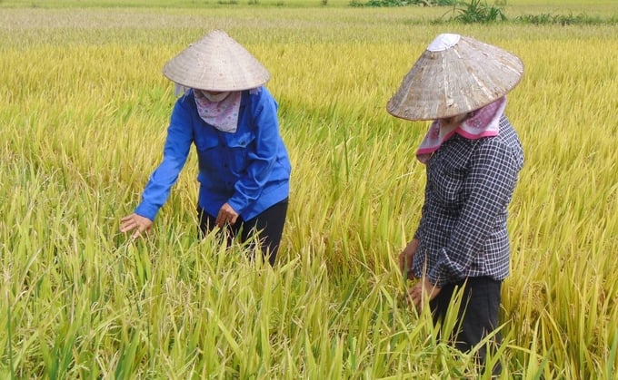 Tại Thái Nguyên, nhiều diện tích đất lúa kém hiệu quả cần mạnh dạn chuyển đổi sản xuất để tăng thu nhập. Ảnh: Phạm Hiếu.