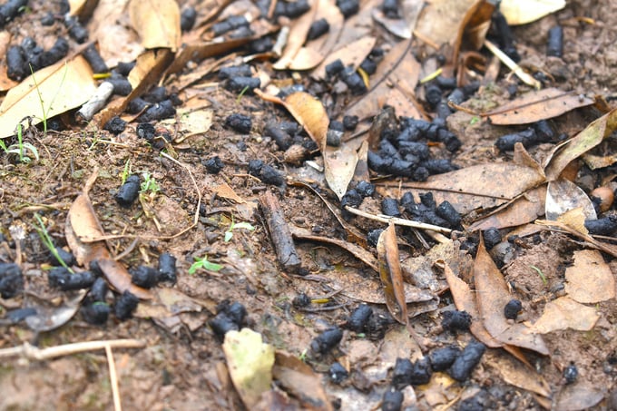 Organic fertilization for durian trees. Photo: Minh Dam.