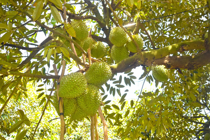 Organic durian yield reached 2.5 tons per hectare for off-season crops, and 3.5 tons per hectare for peak season crops. Photo: Minh Dam.