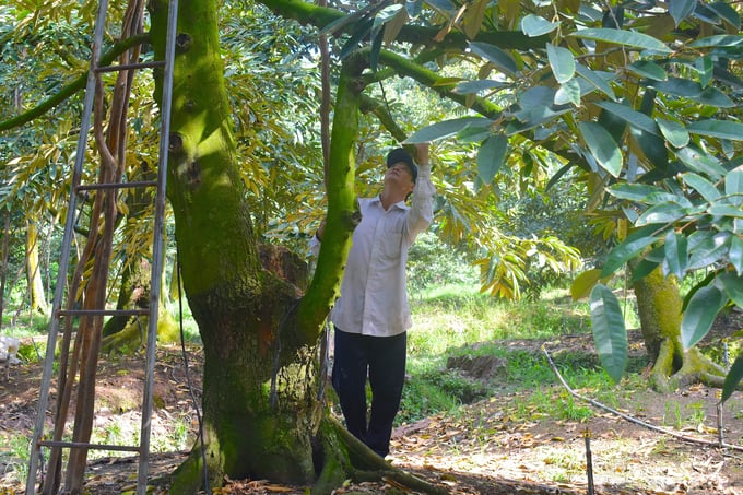 Farmers have enthusiastically embraced organic durian farming practices. Photo: Minh Dam.