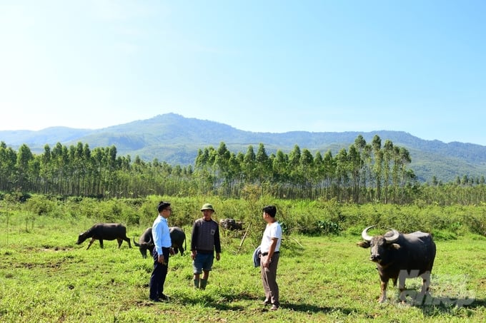 Phát triển chăn nuôi theo lợi thế vùng miền đã giúp ngành chăn nuôi ở Tuyên Quang khởi sắc. Ảnh: Quang Linh.