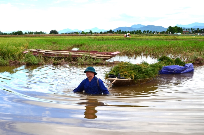 Harvesting rice in the low-lying fields. Photo: Duong Dinh Tuong.