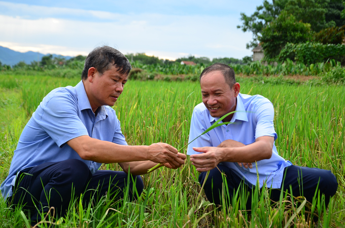 Kiểm tra lúa tái sinh. Ảnh: Dương Đình Tường.