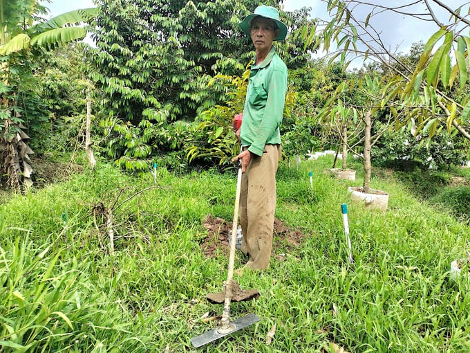 Le Ngoc Son, head of the Son Dinh Durian Cooperative Group, shared that prior to adopting organic production practices, cooperative members are experienced in VietGAP-compliant durian farming, which facilitated the transition. Photo: Minh Dam.