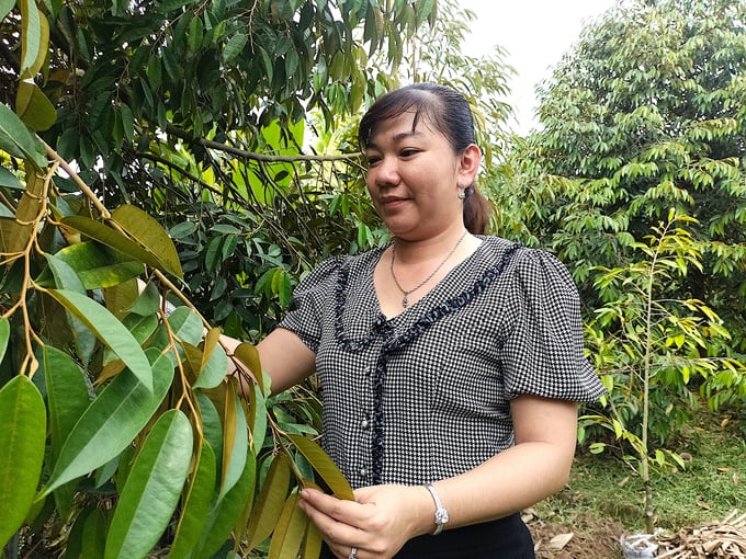 Trang Thi Hoai Thuong, Vice Chairperson of the Farmers' Union in Son Dinh commune, visiting an organic durian farm. Photo: Minh Dam.