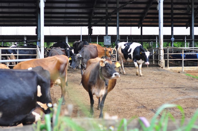 Bò sữa trở thành vật nuôi chủ lực của người dân huyện Đơn Dương. Ảnh: PC.