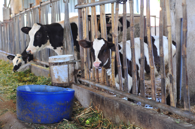 Người dân có nguồn thu nhập ổn định mỗi ngày nhờ nuôi bò sữa. Ảnh: PC.