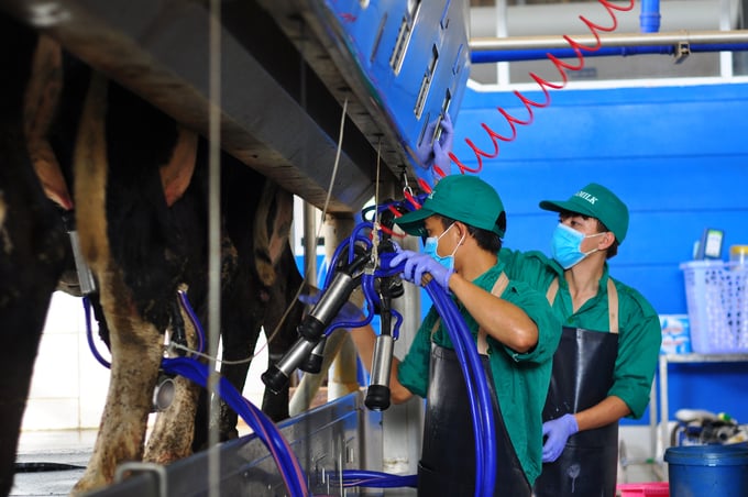 Ngành nông nghiệp huyện Đơn Dương khuyến khích người dân tăng quy mô đàn, phát triển chăn nuôi bò sữa theo quy mô công nghiệp. Ảnh: PC.