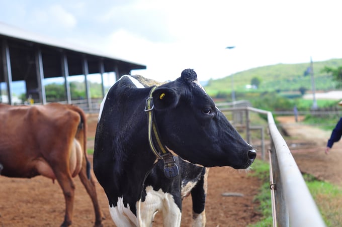 Huyện Đơn Dương có số lượng bò sữa hơn 16.500 con. Ảnh: PC.