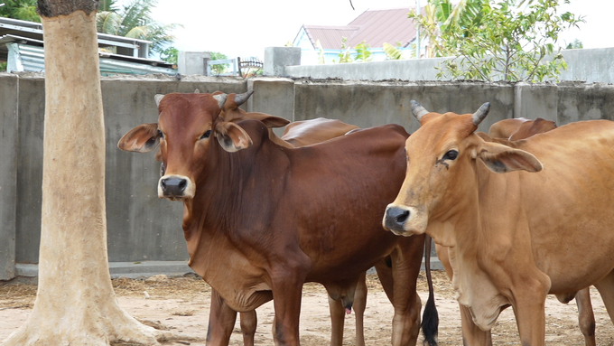 Chi cục Chăn nuôi và Thú y Ninh Thuận đã có khuyến cáo, hướng dẫn người chăn nuôi phòng, chống dịch bệnh cho gia súc thời điểm chuyển mùa. Ảnh: PC.