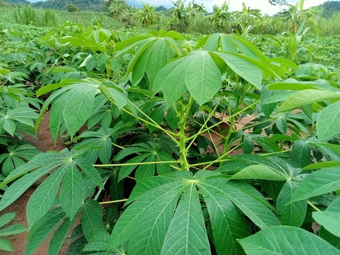 Nhiều giống khoai mì cho năng suất, chất lượng được trồng tại huyện Krông Pa. Ảnh: Tuấn Anh.