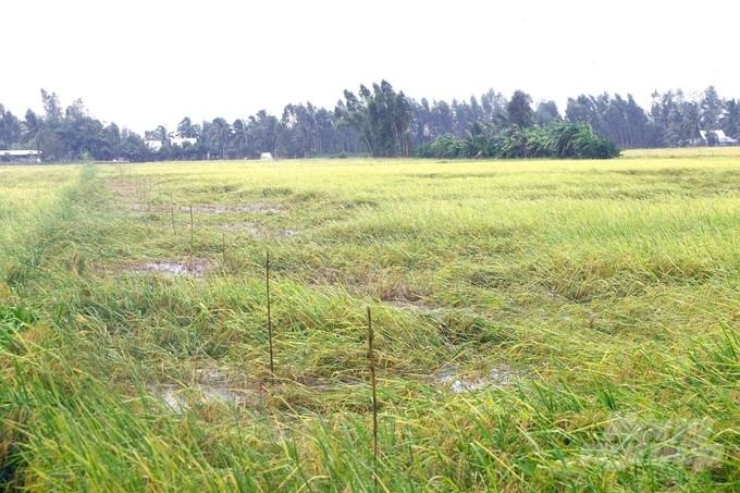 Vụ hè thu 2023, nhiều diện tích lúa trên địa bàn thị xã Ngã Năm bị ảnh hưởng do ngập úng, gây thiệt hại đến năng suất, sản lượng của bà con nông dân. Ảnh: Kim Anh.