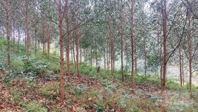 The model of intensive large timber forest planting in the direction of sustainable forest management for processing and export was implemented by the National Agricultural Extension Center and the Vietnam National University of Forestry on a scale of 25 hectares. Photo: Dao Thanh.