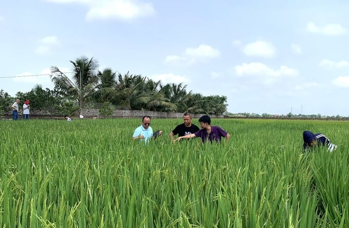 Chuyên gia nước ngoài đánh giá gần 100 tổ hợp lúa lai mới của Vietseed trong vụ xuân 2024 tại Nam Định. Ảnh: Bách Phong.