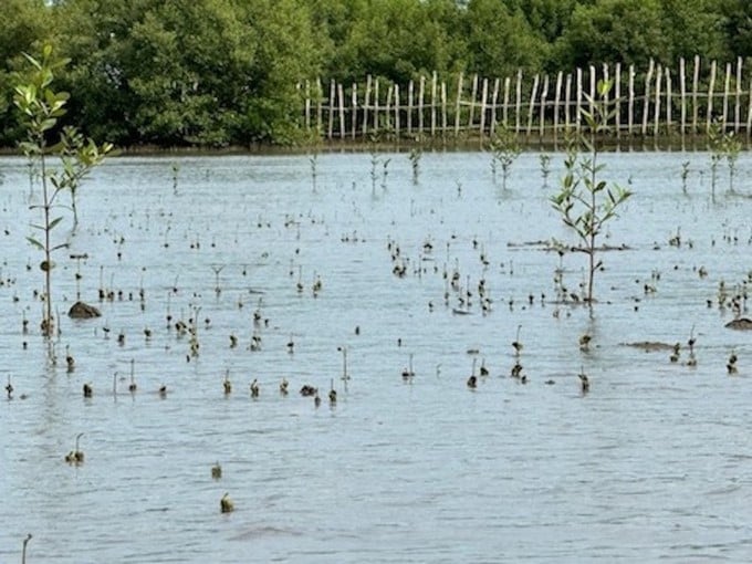 Around the tall mangrove trees, there are countless white mangrove seeds that are sprouting.