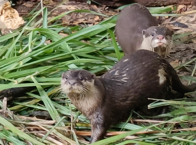 Three small otter individuals were also released back into their natural habitat in this release. Photo: Save Vietnam's Wildlife.