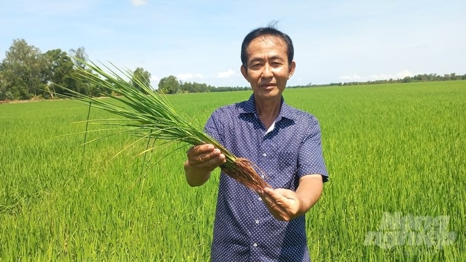 Ông Nguyễn Văn Thích, Giám đốc HTX lúa gạo Tân Long cho biết khi chuyển đổi sang canh tác hữu cơ, cây lúa phát triển khỏe, sạch sâu bệnh, môi trường sinh thái đồng ruộng cải thiện rõ rệt. Ảnh. KT.