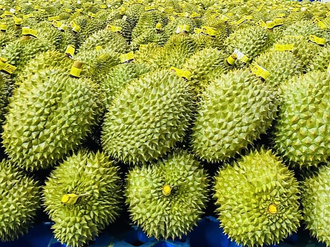 Vietnamese durian exhibited strong export growth in 2023. Photo: Nguyen Thuy.