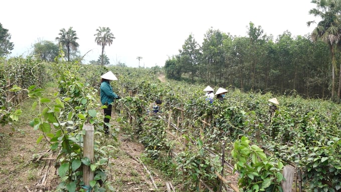 The area of ​​organic medicinal herb cultivation, such as the Thia Canh herb in Phu Luong district (Thai Nguyen). Photo: Quang Linh.