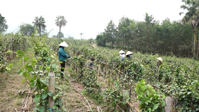 Vùng nguyên liệu cây dược liệu thìa canh hữu cơ tại huyện Phú Lương (Thái Nguyên). Ảnh: Quang Linh.
