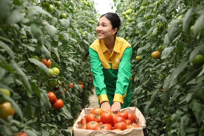 Đối với chị Mai - một trong những thành viên của nông trường cà chua WinEco Lạc Dương, niềm hạnh phúc mỗi ngày chính là được tự tay chăm sóc, thu hoạch và nhìn sự 'trưởng thành' và những quả cà chua đỏ mọng.