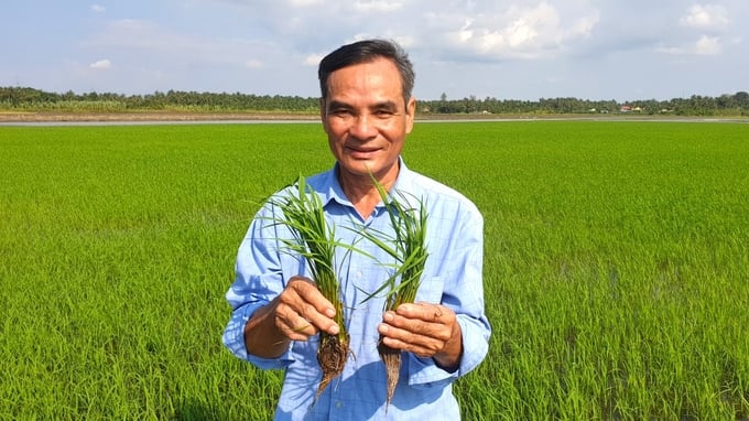 HTX Sản xuất - Dịch vụ nông nghiệp Tấn Đạt đã xây dựng được vùng nguyên liệu lúa hữu cơ 30ha ở huyện Vũng Liêm, tỉnh Vĩnh Long. Ảnh: Kim Anh.