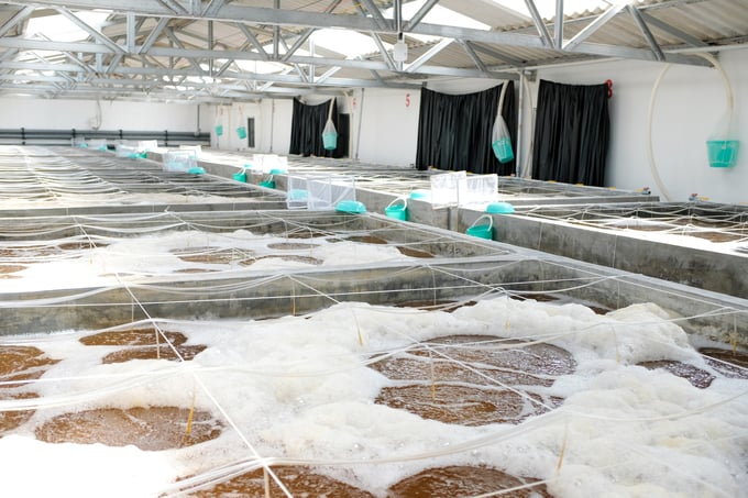 Viet Uc is the first and only corporation to proactively conduct genetic programs and select shrimp broodstock in Vietnam. Photo: Quynh Chi.