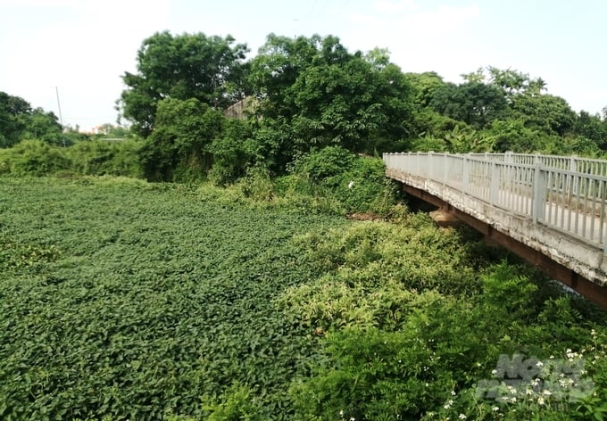 Sông Đáy đoạn chảy qua địa bàn xã Yên Sở (Hoài Đức), cỏ, rau dại mọc um tùm gây ách tắc dòng chảy. Ảnh: Trung Quân.